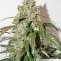 Cannabis seeds Auto CBD White Widow® from Dutch Passion